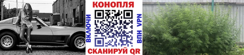 как найти Сертолово Бошки Шишки SATIVA & INDICA